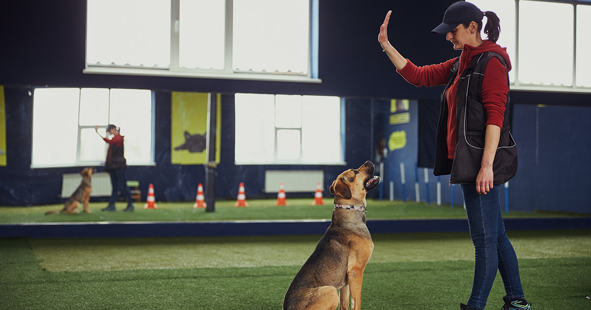 trainer with dog