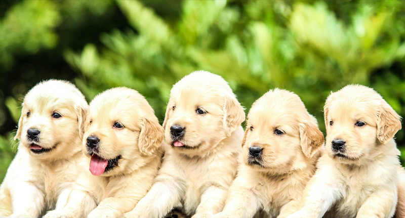 dog breeders insurance image