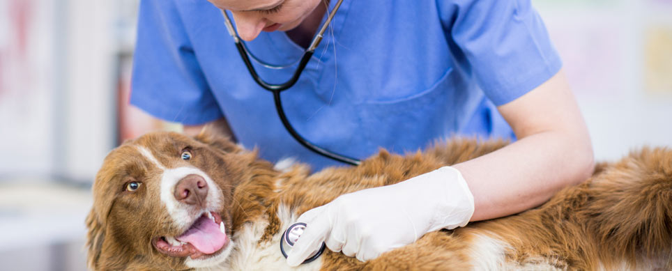 Claims Dog with Nurse