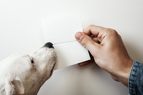 Dog with Business Cards