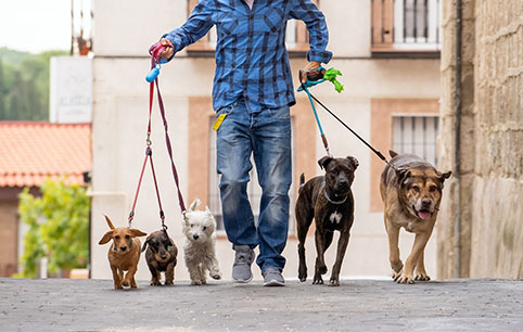 Man Walking 5 Dogs
