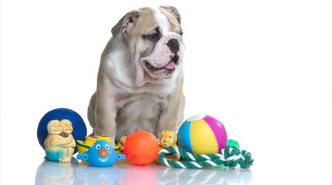 Dog with toys