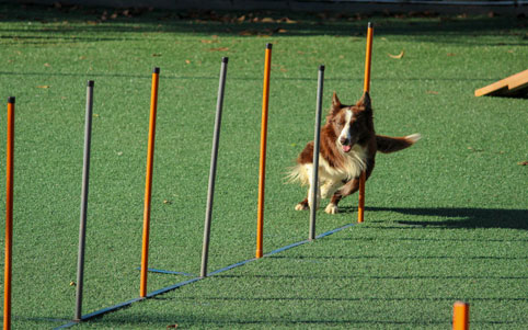 Dog Running Assult Coarse