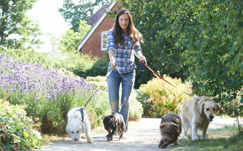 Woman Walking 4 Dogs