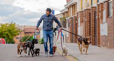 Dog Walking Insurance