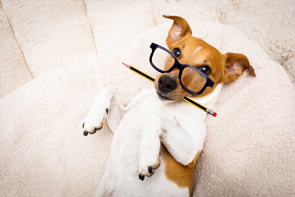 A Dog With a Pencil in it's Mouth and Glasses on