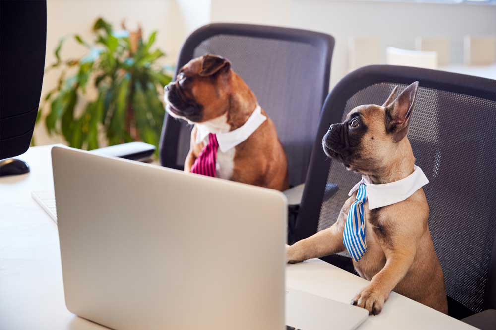 2 Dogs on a Laptop