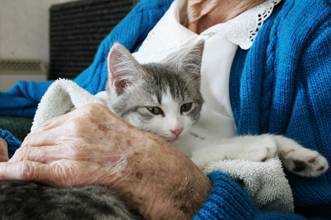 pets as therapy insurance image